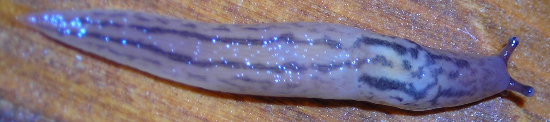 Limacidae (Limax) dal Molise